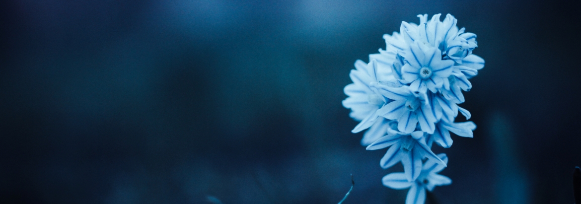 National Redress Banner_Blue Flower